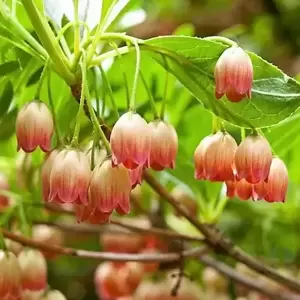 Enkianthus campanulatus 4L - image 1