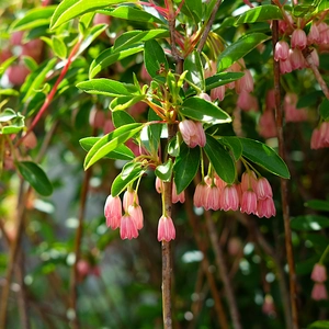 Enkianthus campanulatus 'Cracklin' Rosie' - image 1