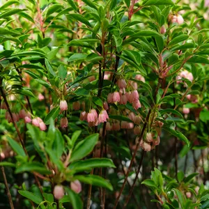 Enkianthus campanulatus 'Cracklin' Rosie' - image 3