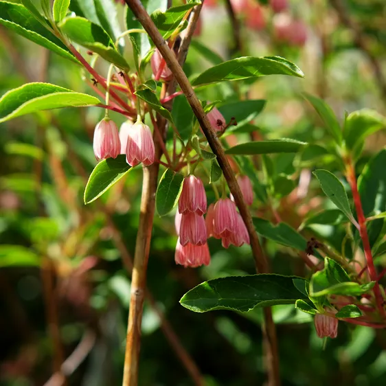 Enkianthus campanulatus 'Cracklin' Rosie' - image 2