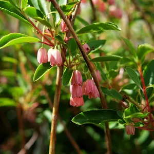 Enkianthus campanulatus 'Cracklin' Rosie' - image 2