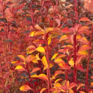 Enkianthus campanulatus 'Pagoda' - image 2