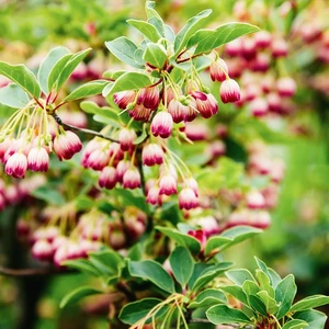 Enkianthus campanulatus 'Pagoda' - image 2