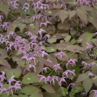 Epimedium