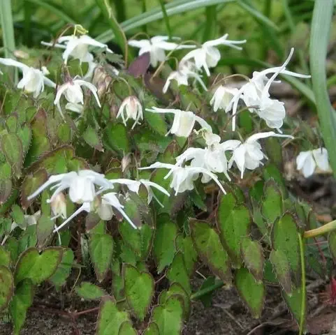 Epimedium 'Creeping Yellow'
