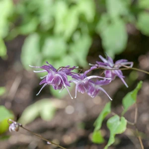 Epimedium grandiflorum 'Lilafee'