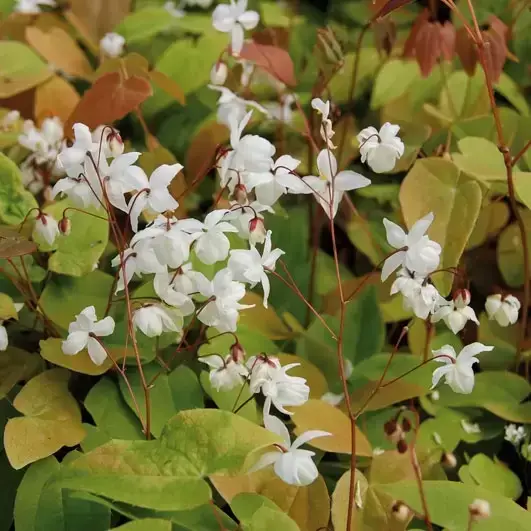 Picture Credit - Pickmere Nurseries