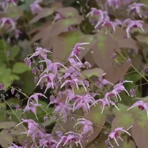 Epimedium 'Pretty in Pink' ℗ - image 4