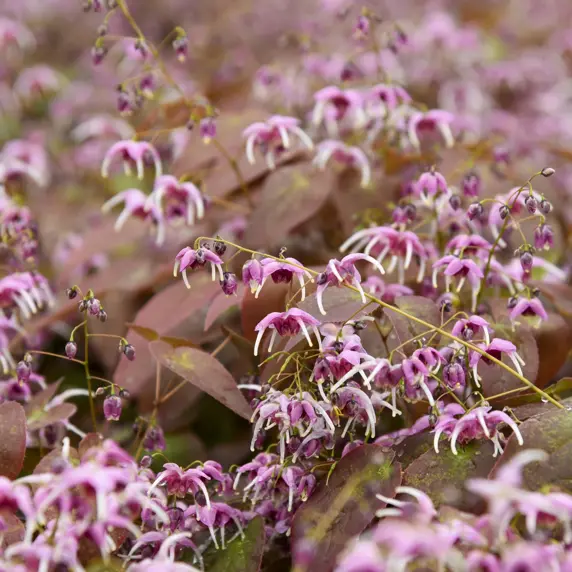 Picture Credit - Walters Gardens, Inc