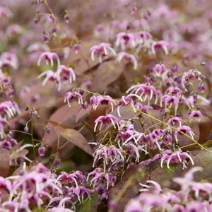 Picture Credit - Walters Gardens, Inc
