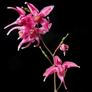 Epimedium grandiflorum 'Red Beauty' 2L - image 1