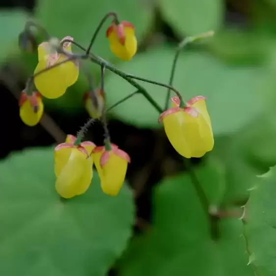 Epimedium 'Sunny & Share' 1L - image 1