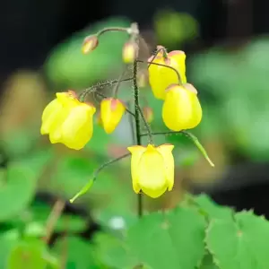 Epimedium 'Sunny & Share' 1L - image 2