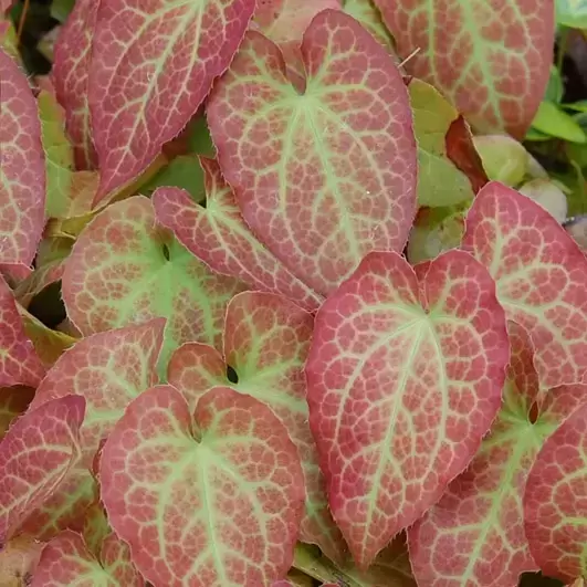 Picture Credit - Pickmere Nurseries