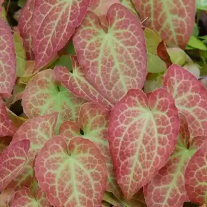Epimedium x rubrum 11cm
