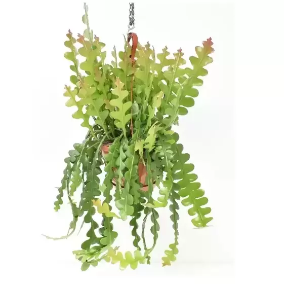 Epiphyllum anguliger 14cm Hanging Pot