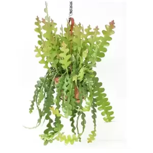 Epiphyllum anguliger 14cm Hanging Pot