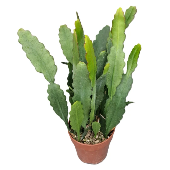 Epiphyllum 'Sarah Courant' - image 1