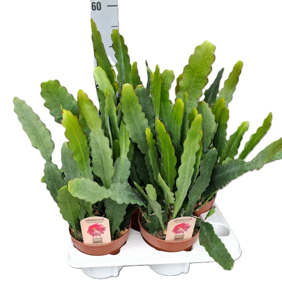 Epiphyllum 'Sarah Courant' - image 2