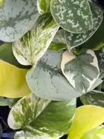Epipremnum