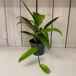 Epipremnum amplissimum 15cm - image 1