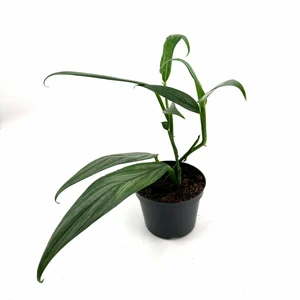 Epipremnum aplissimum 'Silver Stripe' 12cm
