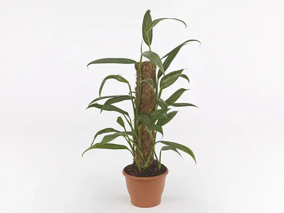 Epipremnum aplissimum 'Silver Stripe' 17cm