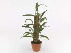 Epipremnum aplissimum 'Silver Stripe' 17cm