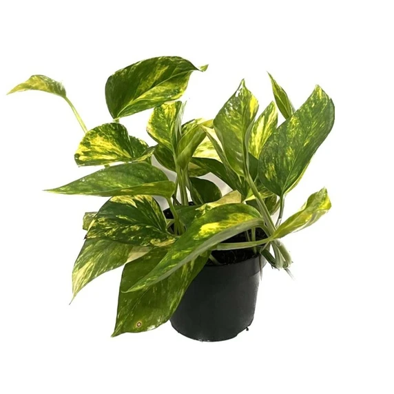 Epipremnum pinnatum aureum 12cm High Colour - image 2