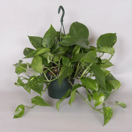 Epipremnum pinnatum aureum 17cm Hanging Pot