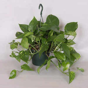 Epipremnum pinnatum aureum 17cm Hanging Pot