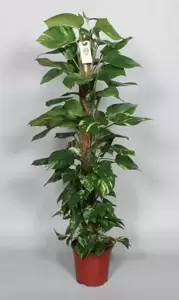 Epipremnum pinnatum aureum 27cm