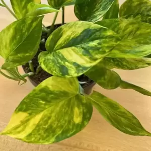 Epipremnum pinnatum aureum 12cm High Colour