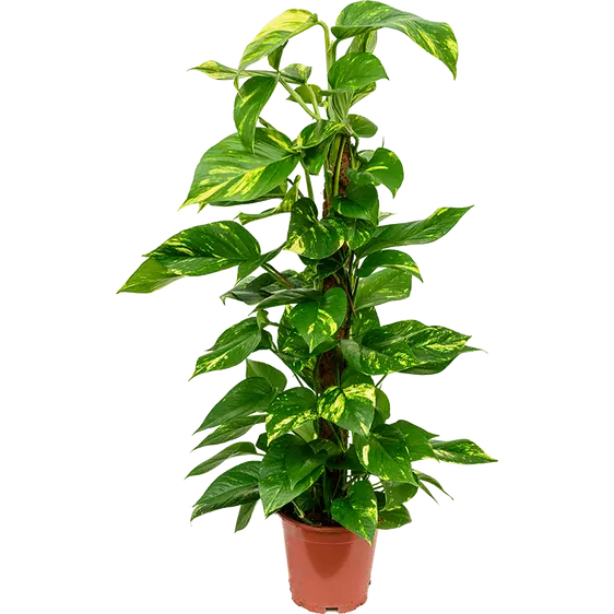 Epipremnum pinnatum aureum 24cm
