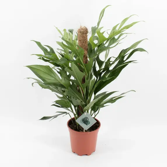 Epipremnum pinnatum 'Baltic Blue'