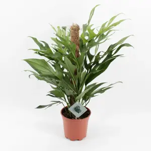 Epipremnum pinnatum 'Baltic Blue'