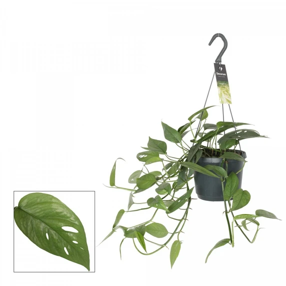 Epipremnum pinnatum 'Cebu Blue' 17cm Hanging Pot - image 2