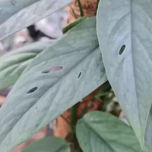 Epipremnum pinnatum 'Cebu Blue' 15cm