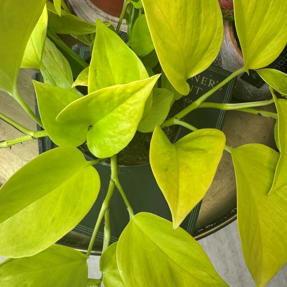 Epipremnum aureum 'Champs Élysées' - image 1