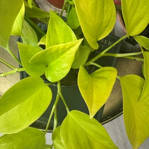 Epipremnum aureum 'Champs Élysées' - image 1