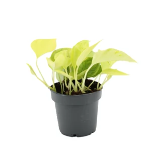 Epipremnum aureum 'Champs Élysées' - image 3