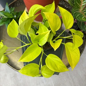 Epipremnum aureum 'Champs Élysées' - image 2