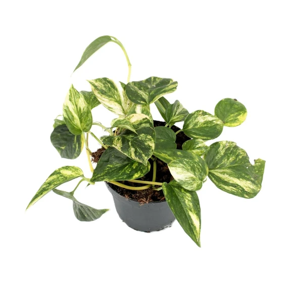 Epipremnum 'Churchill Gold'