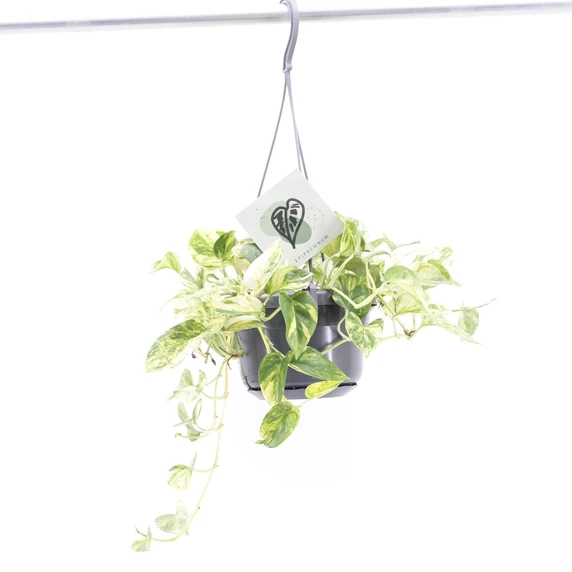 Epipremnum 'Churchill Gold' 14cm Hanging Pot