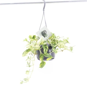 Epipremnum 'Churchill Gold' 14cm Hanging Pot