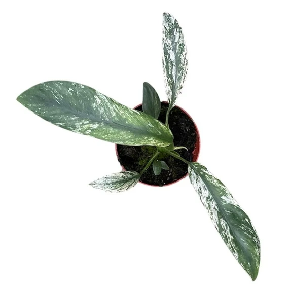 Epipremnum giganteum 'Marble' - image 2