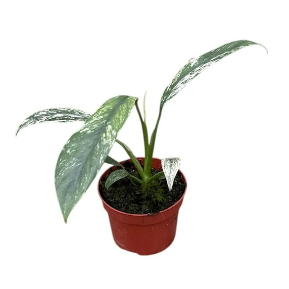 Epipremnum giganteum 'Marble' - image 1
