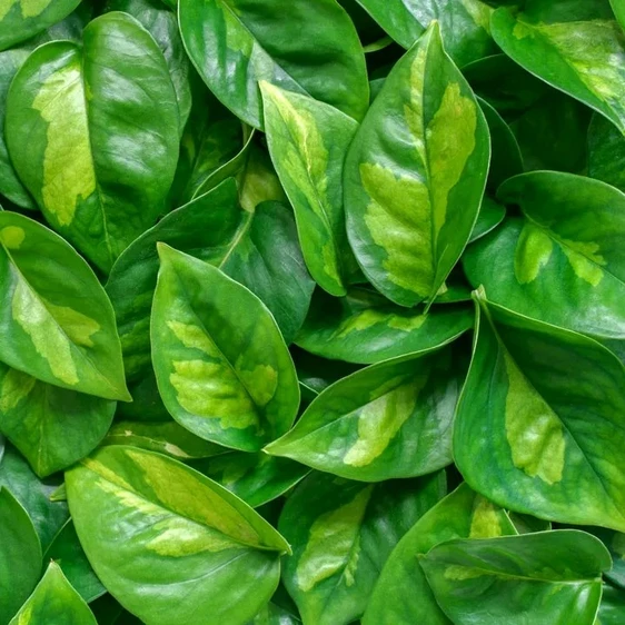 Epipremnum aureum 'Global Green' 12cm - image 1