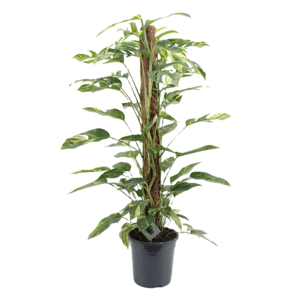 Epipremnum 'Golden Flame' - image 4