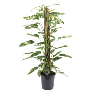 Epipremnum 'Golden Flame' - image 4